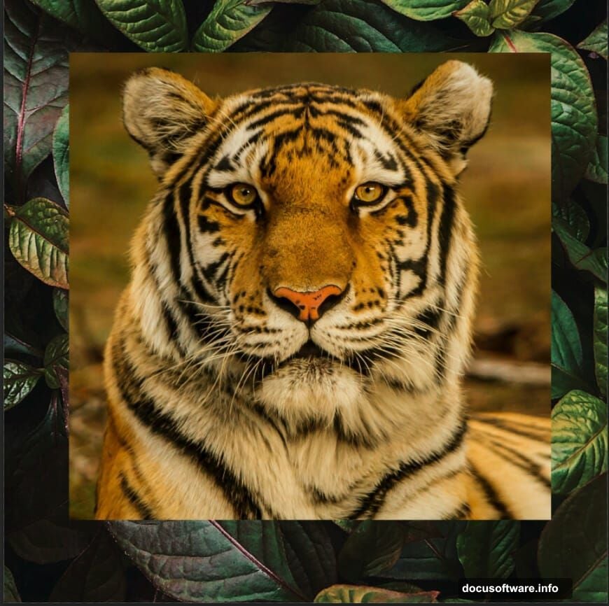 Rectangular Marquee Tool selects tiger head and upper body portions