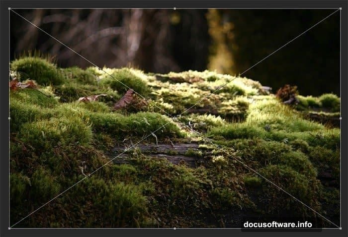 Mushrooms snails frog and spider populating the fairy tale composite scene